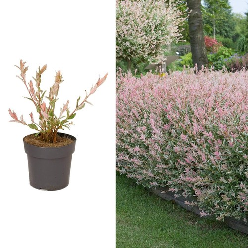 Salix hakuro nishiki flamingo - hakuro,
