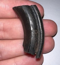 Framed Rare Ice Age Fossil