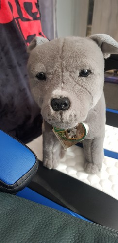 Staffy dog storm plush rare
