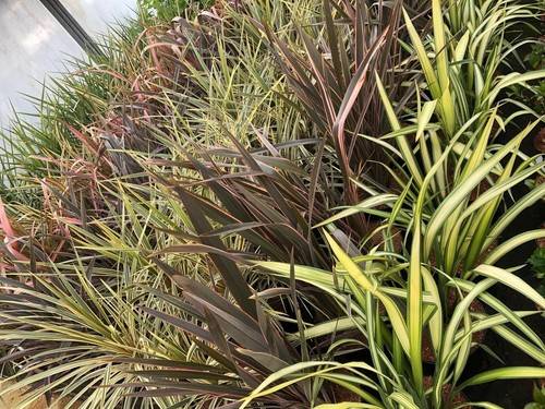 Mixed phormium evergreen - mixed,