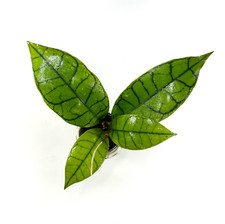 Hoya callistophylla rare - 'callistophylla',