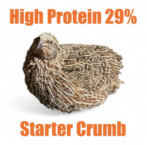 Quail chick starter crumb - ,