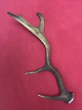 FALLOW DEER ANTLER 185g