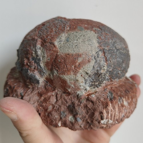 Dinosaur egg fossil specimen - egg,
