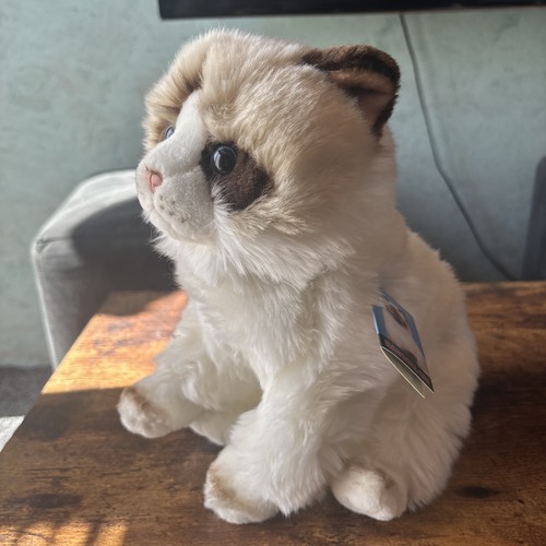 Ragdoll cat fine arts faithful - cat,