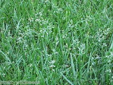TALL Fescue Grass seed lawn