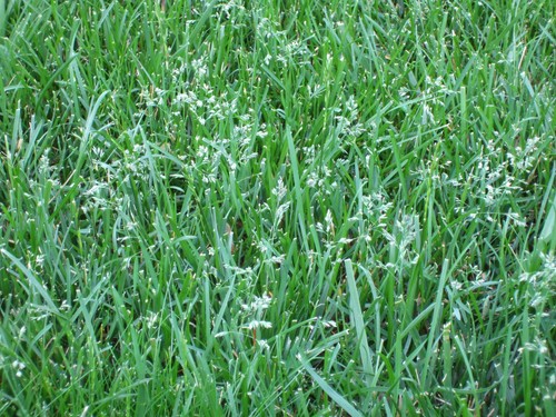 Tall fescue grass seed lawn - fescue,