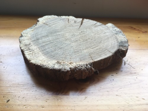Oak wood tree cookie slab - cookie,