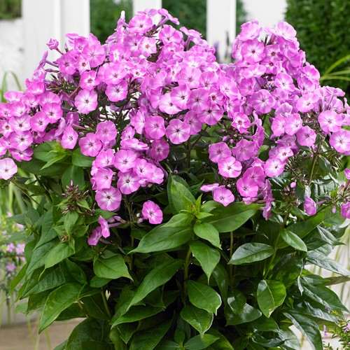 Phlox famous light purple - light,