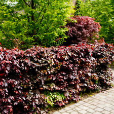 3 Copper Purple Beech Hedging 40-60cm Beautiful Strong 2yr Old Plants 1-2ft