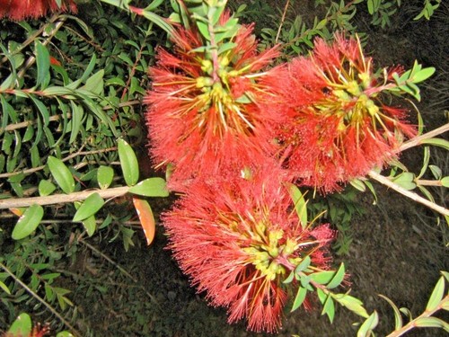 Melaleuca hypericifolia honey - melaleuca,