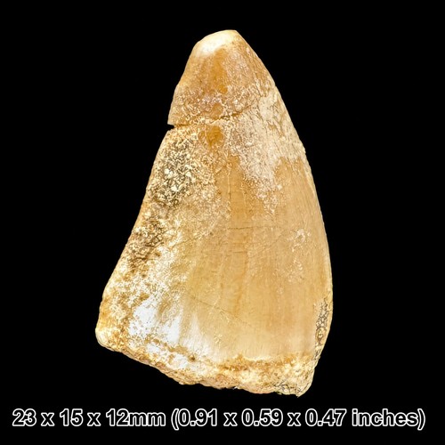 Mosasaur tooth fossil - tooth,