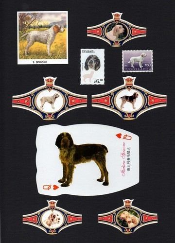 Italian spinone mounted - italian,