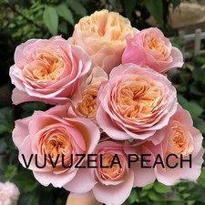 1 FLORIBUNDA ROSE VUVUZELA