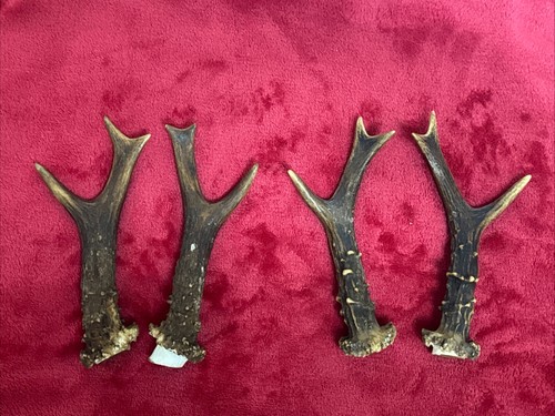 Pairs roe deer antlers - roe,