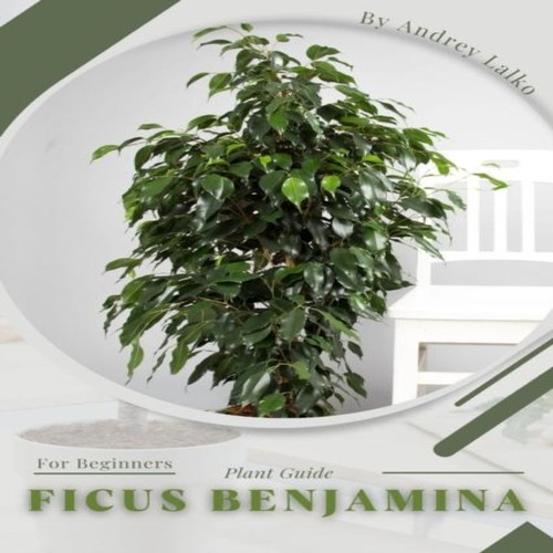 Ficus benjamina plant guide - ficus,