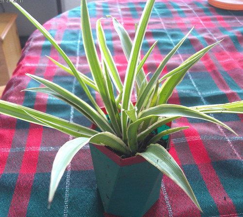 Variegated spider plant - spider, live