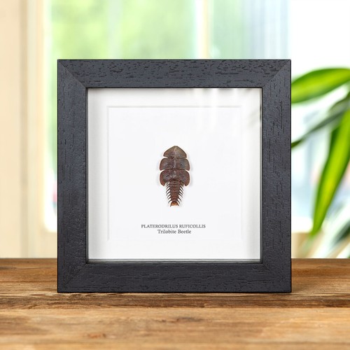 Trilobite taxidermy beetle - taxidermy,