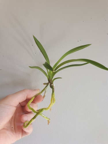 Neofinetia vanda falcata - or,