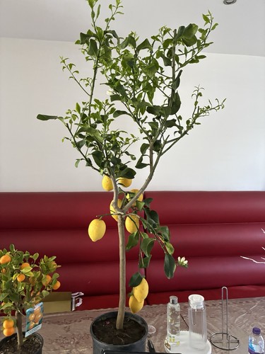Eureka yougarden large lemon - yougarden,