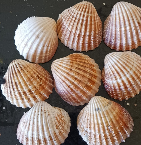 Extra large cockle - cockle, clam