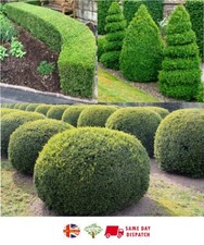 Box (Buxus Sempervirens) | 30+