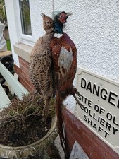 Taxidermy Common Ringneck