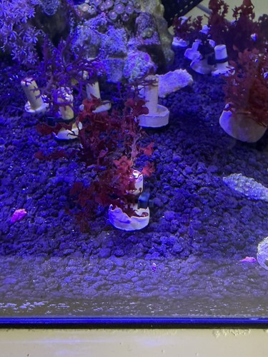 Gracilaria hayi - gracilaria, bush)