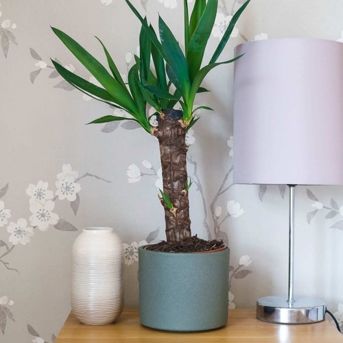 Yucca plant - yucca, (yucca