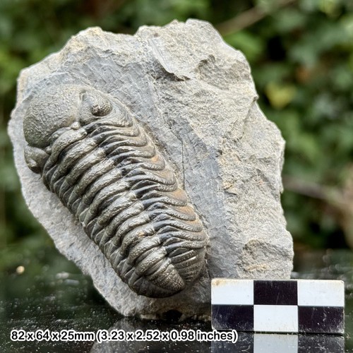 Phacops grade fossil - phacops,