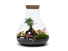 Large Terrarium Kit with