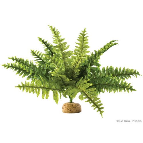Exo terra boston fern small - exo,
