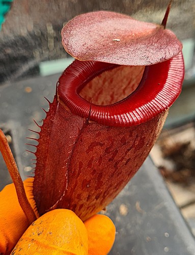 Nepenthes rajah tenuis - rajah, x
