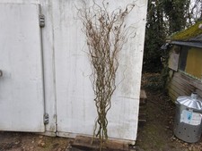 Twisted Willow Bunch.