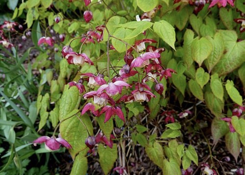 100 seeds epimedium rubrum - seeds,