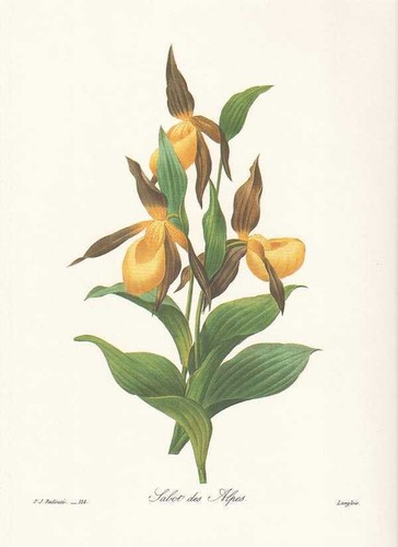 Yellow lady slipper - yellow, lady's