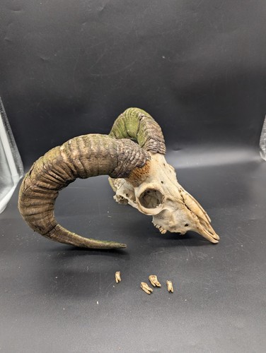 Large curl ram - curl, skull