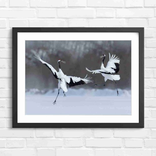 Flying japanese red crowned - flying,
