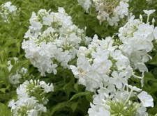 Autumn 3 Phlox Paniculata 'White Admiral' Perennial Bare Root Plants Cut Down