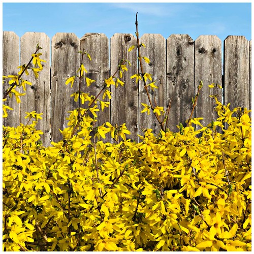 Forsythia intermedia - 1, x