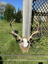 Red Stag Deer Skull Taxidermy
