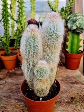 Austrocephalocereus dybowskii