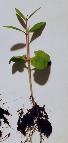Pomegranate tree seedling