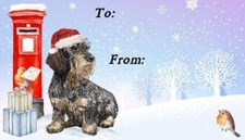 Dachshund Wire Haired Dog