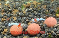 10 Mineral Balls for shrimp 8-10mm CRS Crystal Red Bee Cherry Blue Green Shrimp
