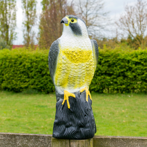 Decoy hawk garden eagle bird - hawk,