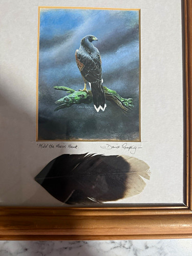 David rampling falconry - rampling, &