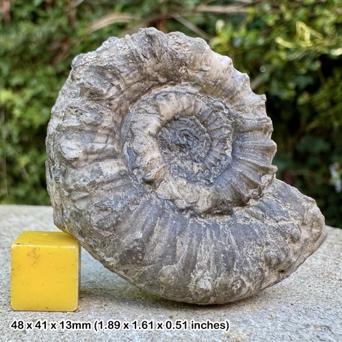 Rare apoderoceras ferox - rare,