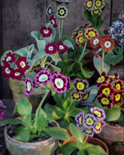 Garden Auricula Primula Plant