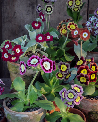 Garden auricula primula plant - garden,